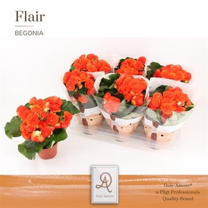 Begonia (Elatior Grp) double flowered Mocca Orange