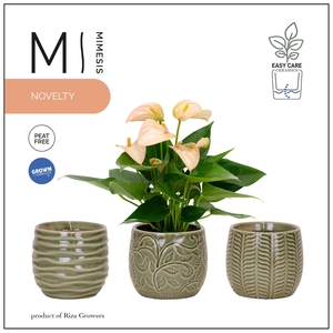 Mimesis Anthurium Joli Peach - 9 cm Madeira