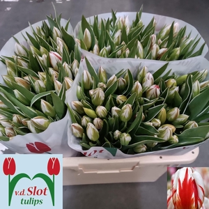 TU EN HAPPY GENERATI