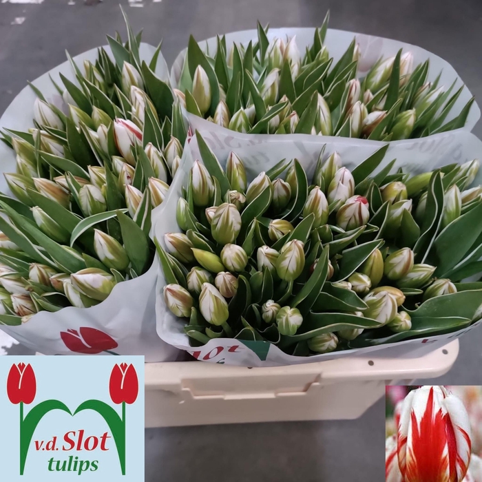 <h4>TU EN HAPPY GENERATI</h4>