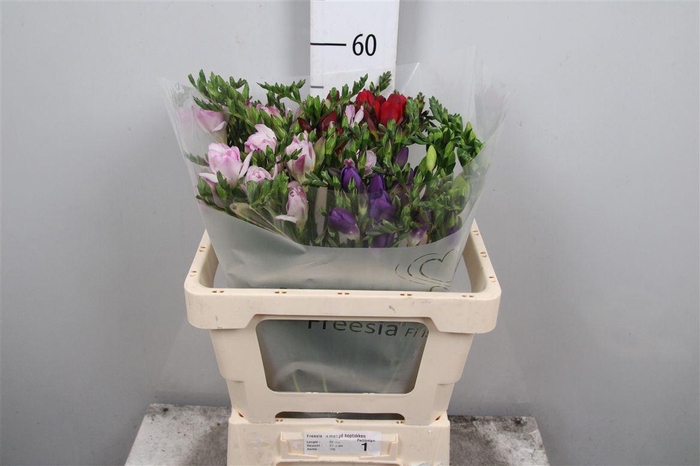 <h4>Fr En Gemengd 21gr (op Kleur!)</h4>