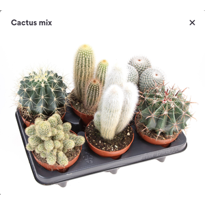 Cactus mix