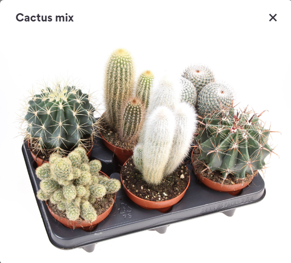 <h4>Cactus mix</h4>