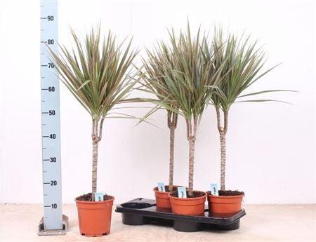 <h4>Dra Marg Bicolor 30cm 3+</h4>