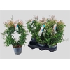 Jasm Polyanthum Wit