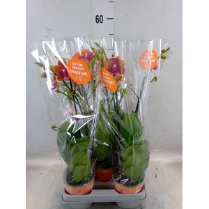 Phalaenopsis multi. 'Ant Bolgheri'