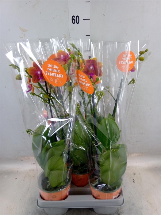 <h4>Phalaenopsis multi. 'Ant Bolgheri'</h4>