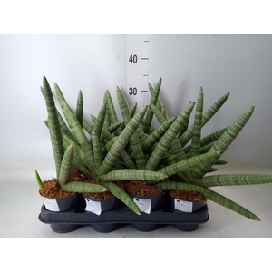 Sansevieria cyl.  ...