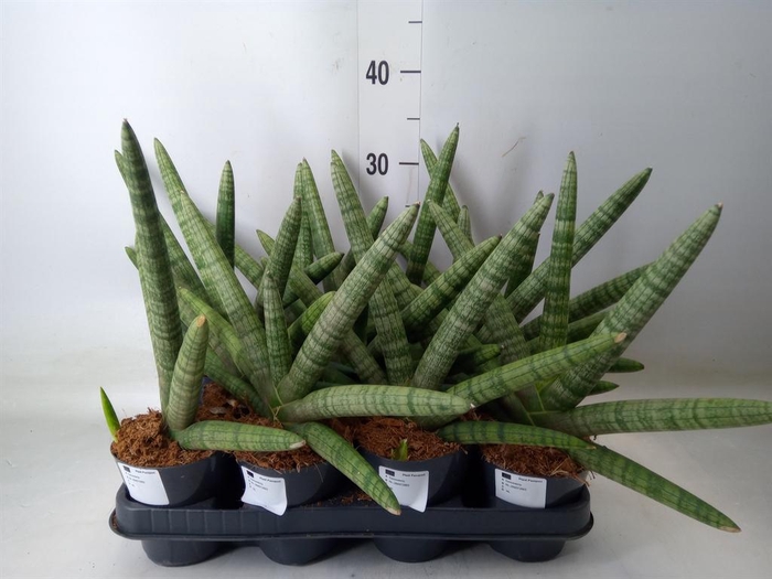 <h4>Sansevieria cyl.  ...</h4>