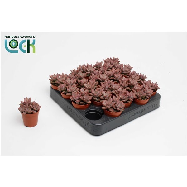 <h4>Sedum Bordeauxhart</h4>