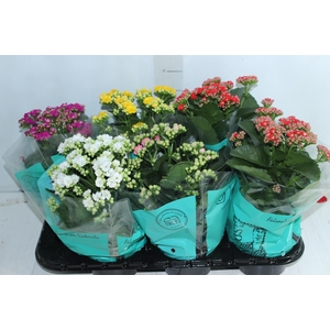 KALANCHOE DOBRADO P15