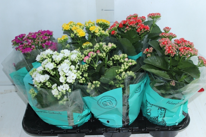 <h4>KALANCHOE DOBRADO P15</h4>