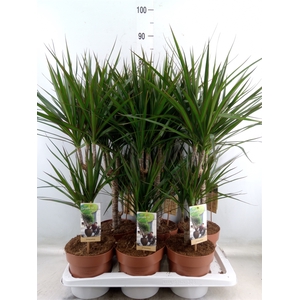 Dracaena marg.