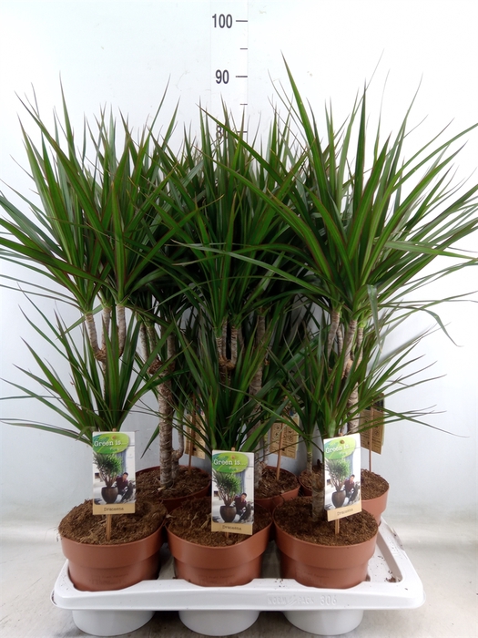 <h4>Dracaena marg.</h4>