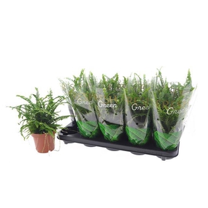 .Nephrolepis cordifolia duffii
