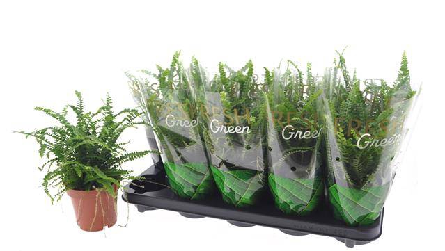 <h4>.Nephrolepis cordifolia duffii</h4>