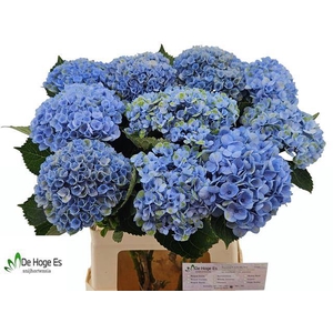 Hydrangea mag revolution