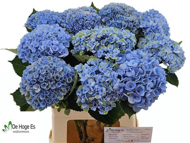 Hydrangea mag revolution