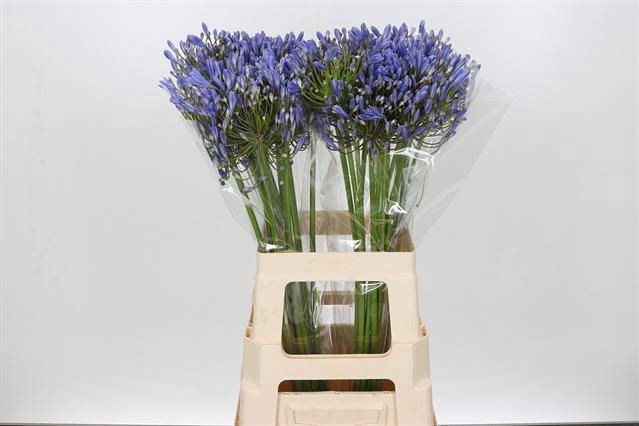 Agapanthus blue heaven