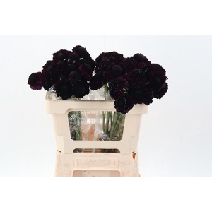 Scab At Red Velvet Scoop