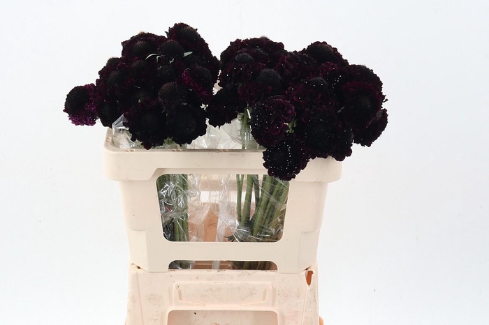 <h4>Scab At Red Velvet Scoop</h4>