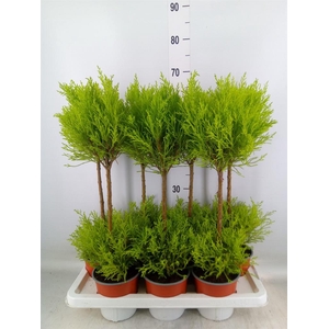 Cupressus macro. 'Goldcrest Wilma'