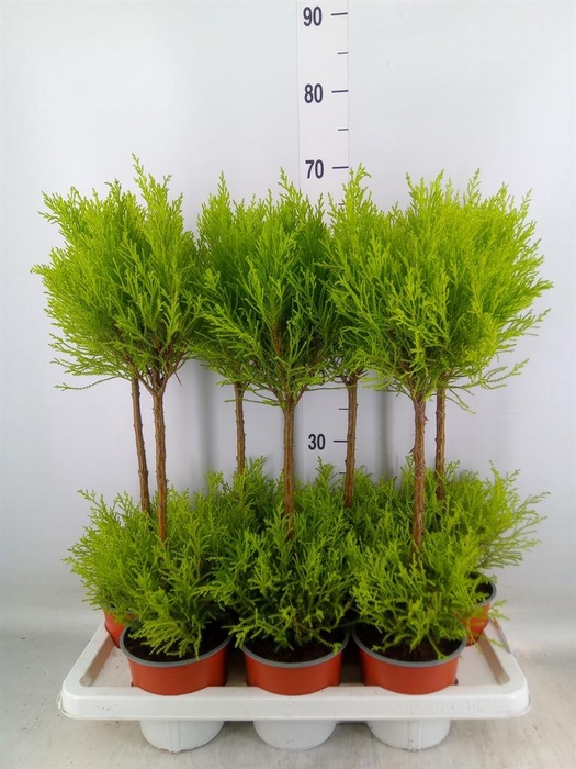 <h4>Cupressus macro. 'Goldcrest Wilma'</h4>