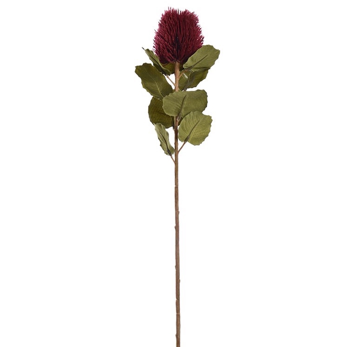 <h4>Banksia spray 59cm burgundy</h4>