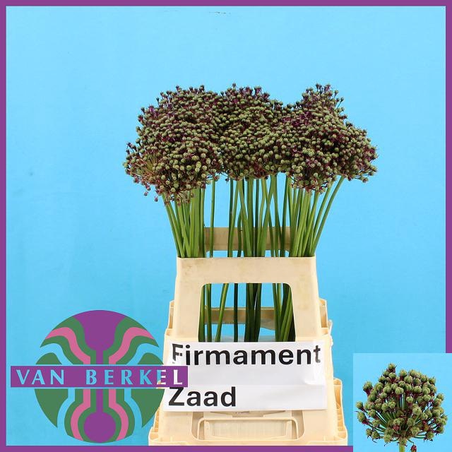 <h4>ALLIUM ZAADBOLLEN</h4>