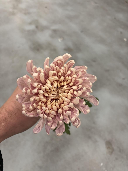 <h4>Chrys Vintage</h4>