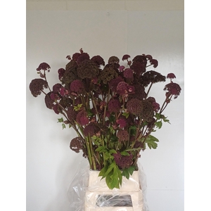 ANGELICA GIGAS