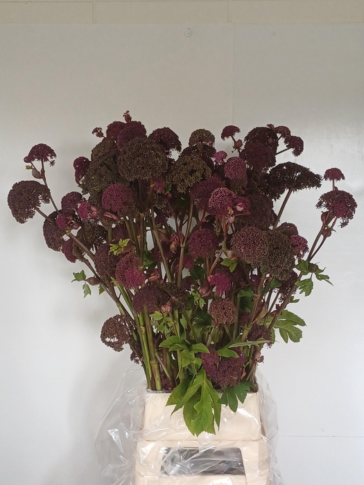 <h4>ANGELICA GIGAS</h4>