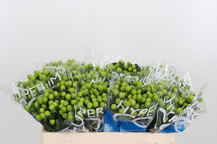 <h4>Hyp Coco Bamboo</h4>