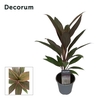 Cordyline Rumba 12 cm(Decorum)