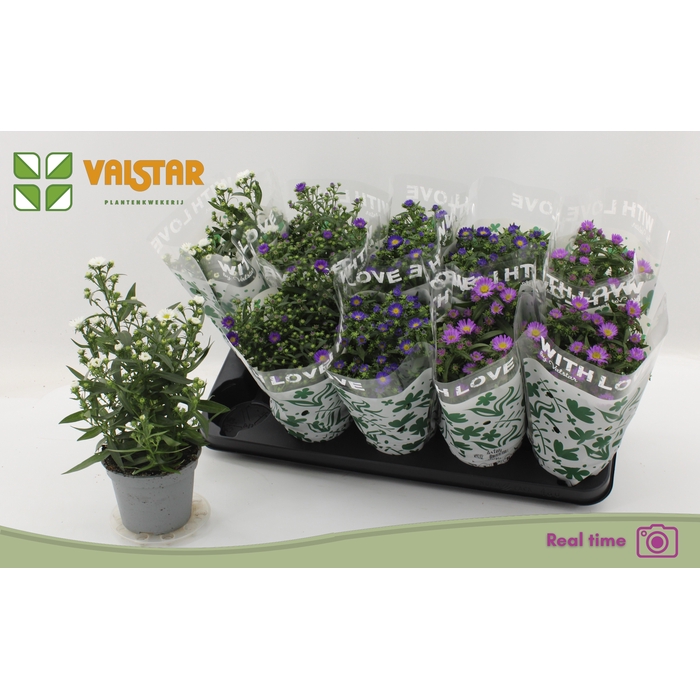 <h4>ASTE STARL GEM</h4>