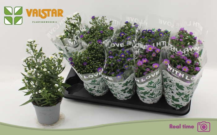 <h4>ASTE STARL GEM</h4>