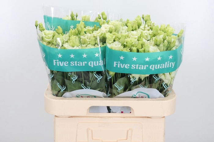 <h4>Eus G Alissa Green</h4>