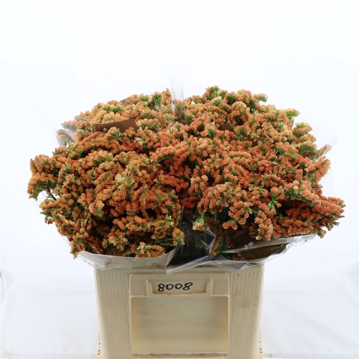 <h4>Statice Royal Orange</h4>
