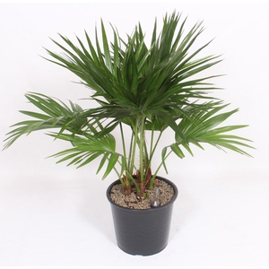 Livistona australis