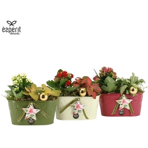 Arrangementen Kerst 6%