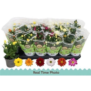 Chrysant Classic 6 Kleuren Mix