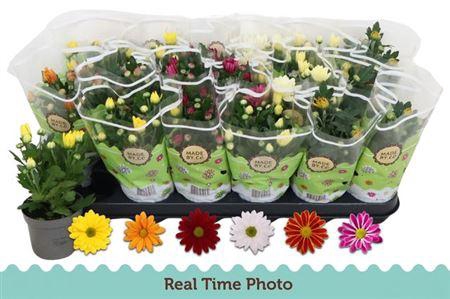 <h4>Chrysant Classic 6 Kleuren Mix</h4>