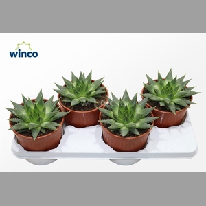 ALOE POLYPH JUVENIEL