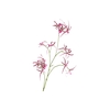 Spider Orchid Lavender