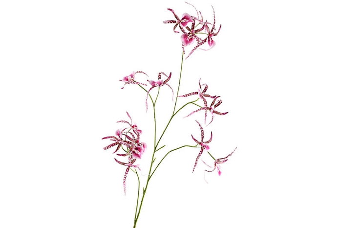 Spider Orchid Lavender
