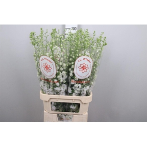 Delph Du Aurora White