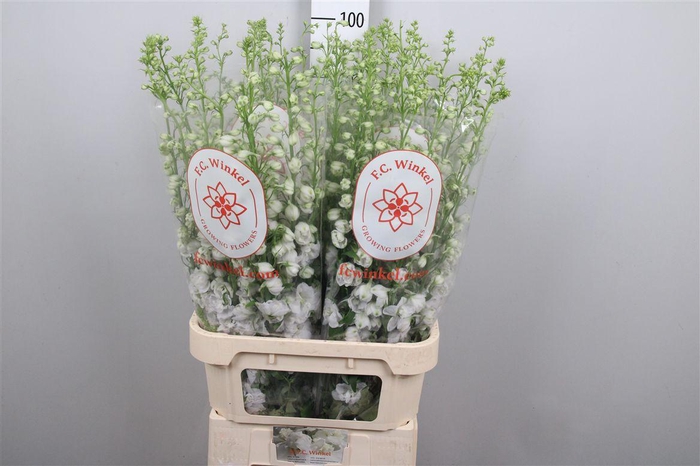 <h4>Delph Du Aurora White</h4>