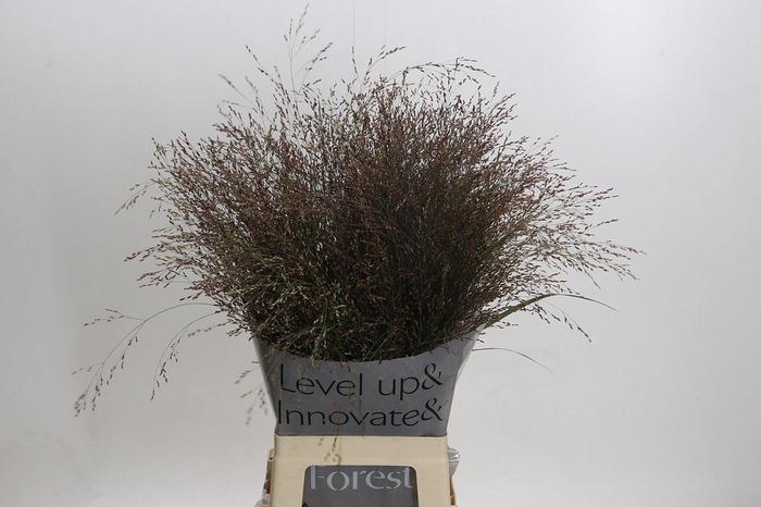 Panicum Virgatum Warrior