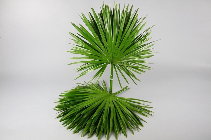 <h4>Palmetto</h4>