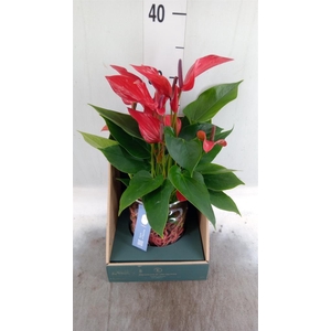 Anthurium  'Banderola Lava'